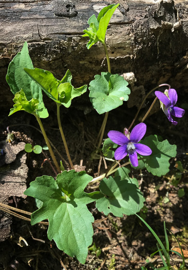 image of Viola palmata var. palmata, Wood Violet, Southern Three-lobed Violet