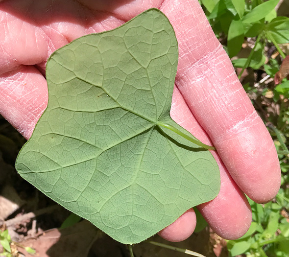 Menispermum canadense, Moonseed, Yellow Parilla