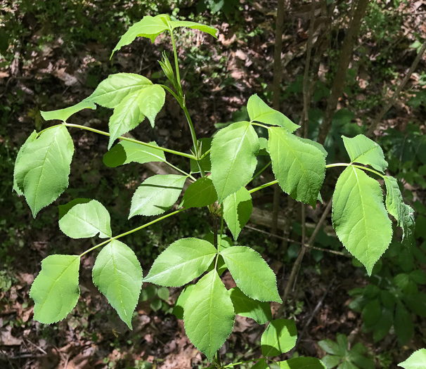 image of Staphylea trifolia, Bladdernut