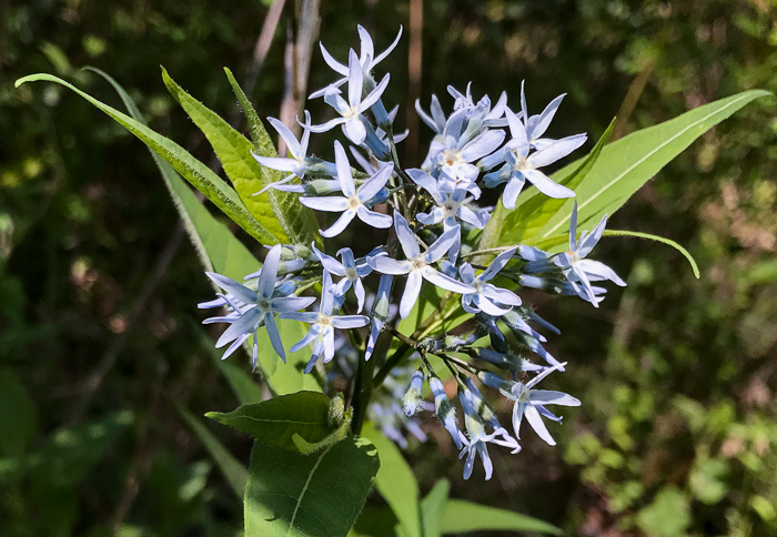 image of Amsonia tabernaemontana, Eastern Bluestar, Blue Dogbane, Wideleaf Bluestar