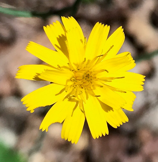 image of Hieracium venosum, Rattlesnake Hawkweed, Rattlesnake Weed, Veiny Hawkweed