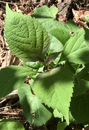 image of Collinsonia canadensis, Northern Horsebalm, Citronella, Canada Stoneroot, Canada Horsebalm