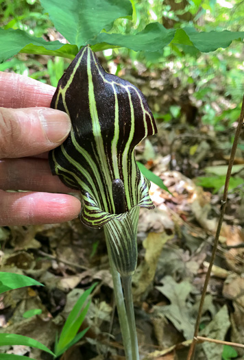 image of Arisaema triphyllum, Common Jack-in-the-Pulpit, Indian Turnip