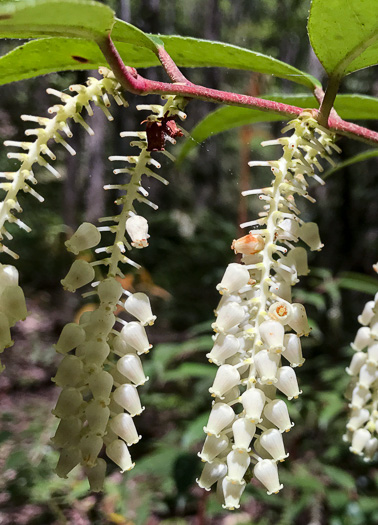 image of Leucothoe fontanesiana, Mountain Doghobble, Highland Doghobble, Switch-ivy