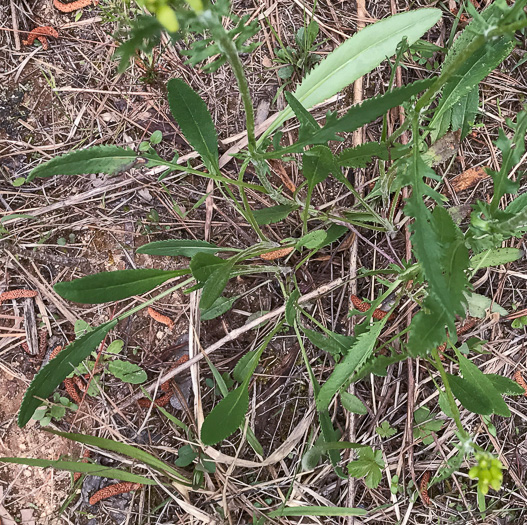 image of Packera anonyma, Small's Ragwort, Squaw-weed, Appalachian Ragwort