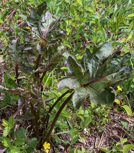 image of Silphium compositum var. compositum, Carolina Rosinweed, Compassplant, Rhubarb-leaved Rosinweed