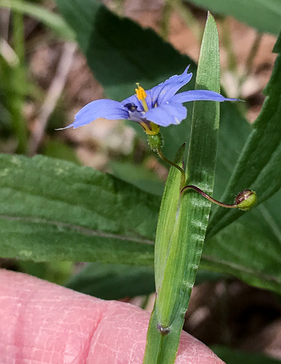 image of Sisyrinchium angustifolium, Narrowleaf Blue-eyed-grass, Stout Blue-eyed-grass