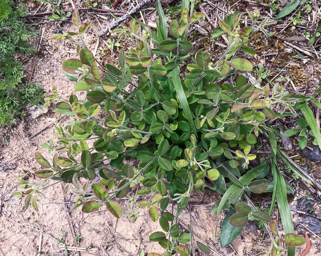 image of Lespedeza hirta +, Hairy Bush-clover, Hairy Lespedeza, Silvery Lespedeza