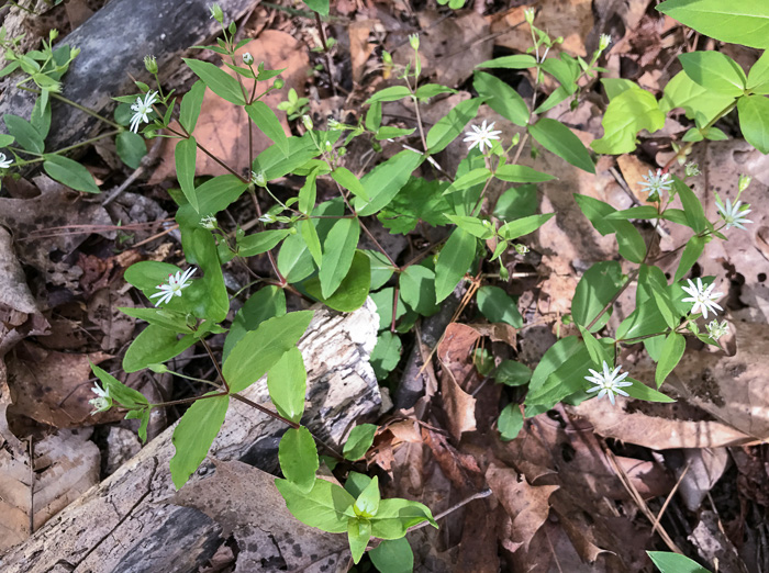 image of Stellaria pubera, Giant Chickweed, Star Chickweed, Great Chickweed, Common Starwort