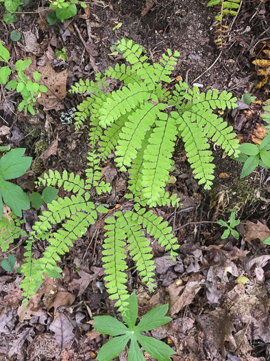 image of Adiantum pedatum, Northern Maidenhair Fern