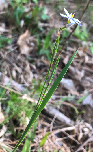 image of Sisyrinchium angustifolium, Narrowleaf Blue-eyed-grass, Stout Blue-eyed-grass