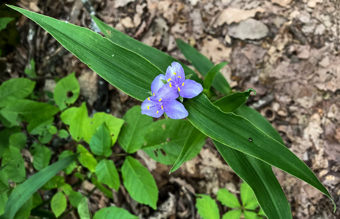 image of Tradescantia subaspera, Zigzag Spiderwort, Wide-leaved Spiderwort