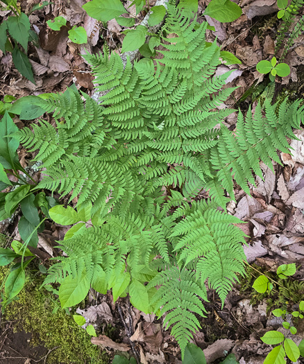 image of Dryopteris marginalis, Marginal Woodfern, Marginal Shield-fern