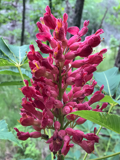 image of Aesculus sylvatica, Painted Buckeye