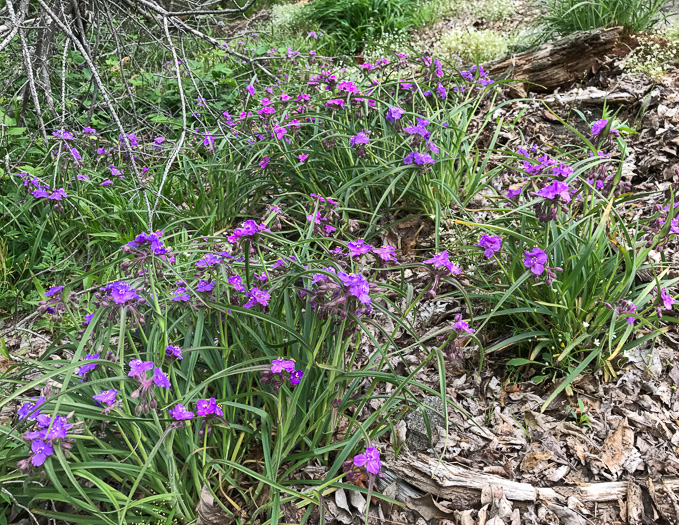 image of Tradescantia hirsuticaulis, Hairy Spiderwort