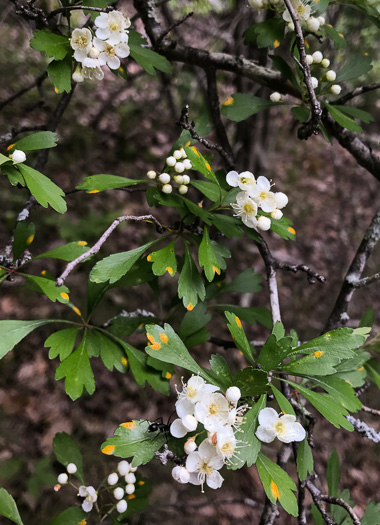 image of Crataegus spathulata, Littlehip Hawthorn, Spatulate Haw