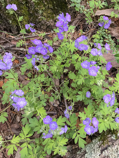 image of Phacelia maculata, Spotted Phacelia, Flatrock Phacelia