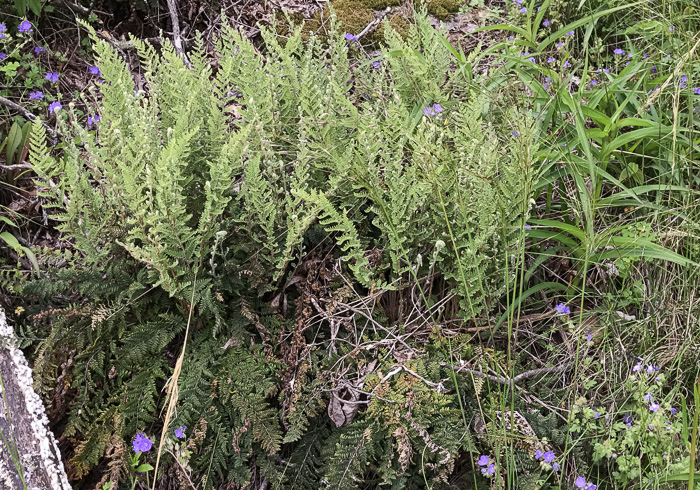 image of Myriopteris tomentosa, Woolly Lipfern