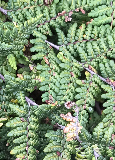 image of Myriopteris tomentosa, Woolly Lipfern