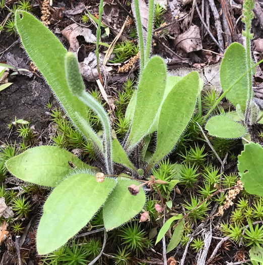 image of Plantago virginica, Virginia Plantain, Southern Plantain, Paleseed Plantain, Hoary Plantain