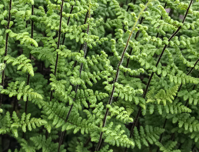 image of Myriopteris lanosa, Hairy Lipfern