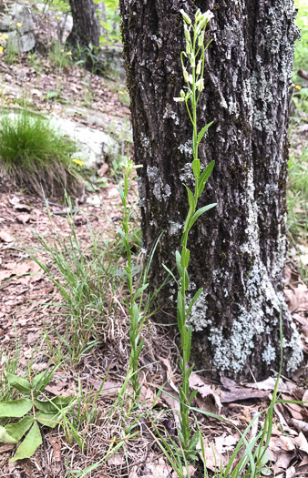 image of Borodinia missouriensis, Missouri Rockcress