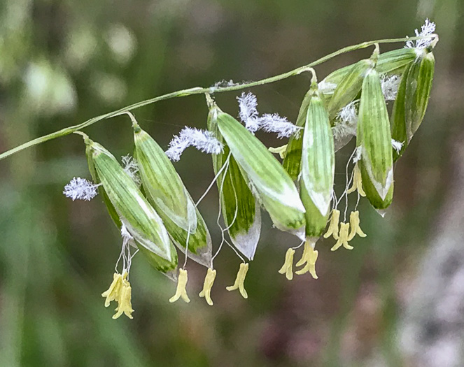 flower of Melica mutica, Two-flower Melicgrass