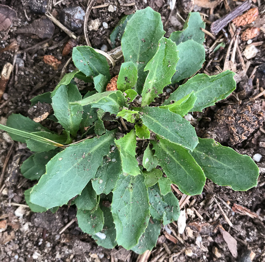 image of Borodinia missouriensis, Missouri Rockcress