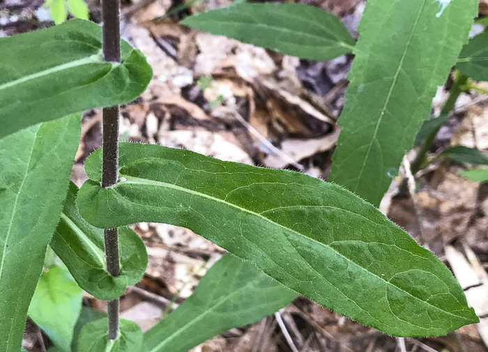 leaf or frond of Symphyotrichum patens var. patens, Late Purple Aster, Common Clasping Aster, Late Blue Aster, Skydrop Aster