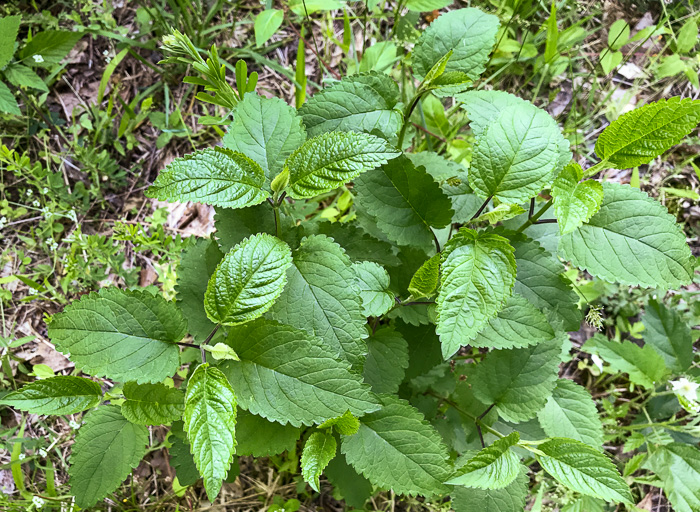 image of Scutellaria incana var. punctata, Hoary Skullcap, Downy Skullcap