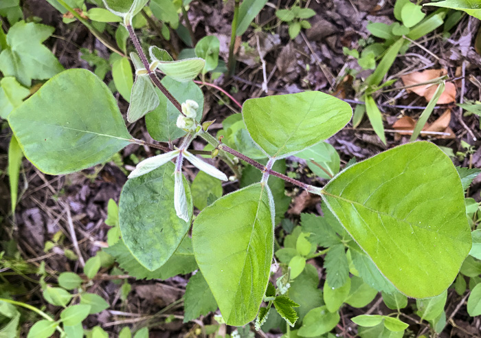 image of Desmodium viridiflorum, Velvety Tick-trefoil, Velvety Tick-clover