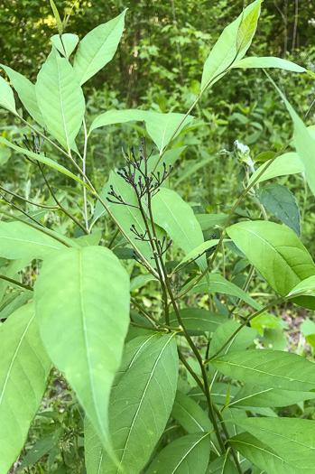 image of Amsonia tabernaemontana, Eastern Bluestar, Blue Dogbane, Wideleaf Bluestar