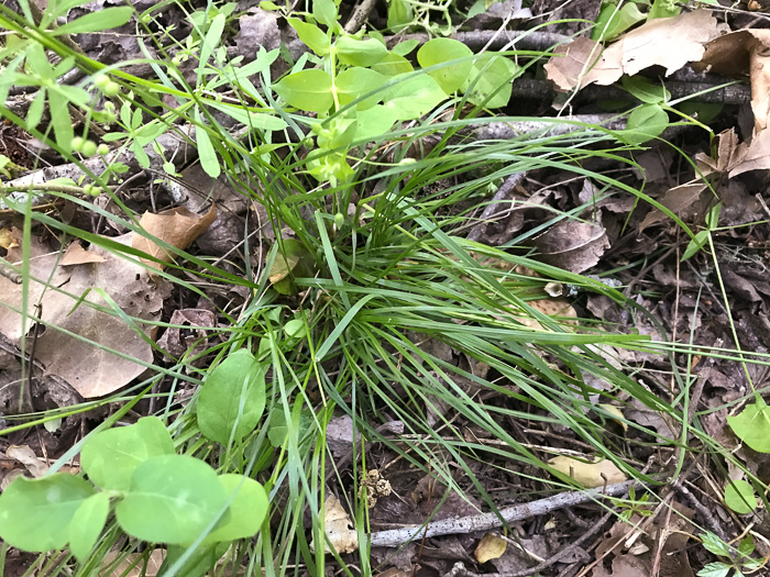 image of Poa autumnalis, Autumn Bluegrass