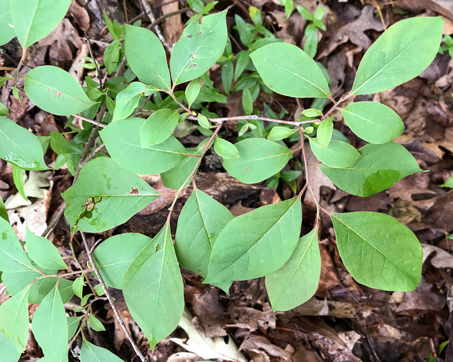 image of Diospyros virginiana, American Persimmon, Possumwood, Simmon