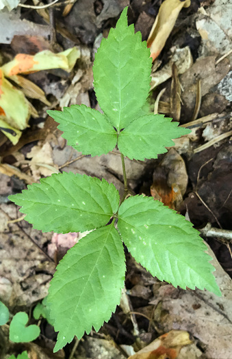 image of Panax quinquefolius, American Ginseng, Sang