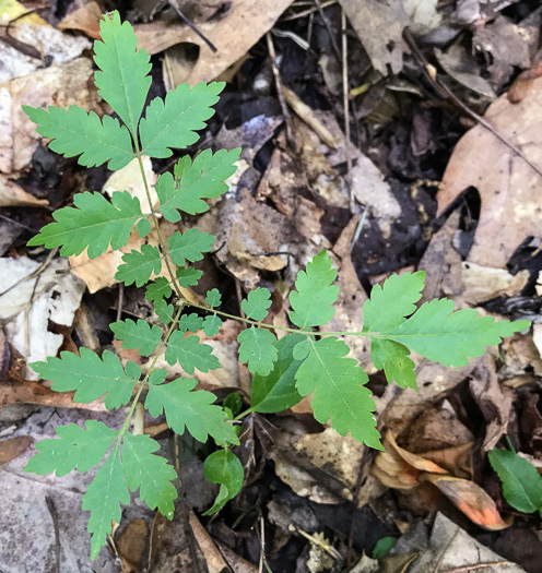 image of Koelreuteria paniculata, Golden Rain-tree