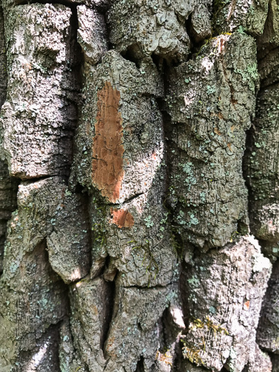 image of Oxydendrum arboreum, Sourwood, Sorrel-tree