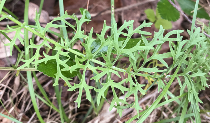 leaf or frond of Packera millefolium, Blue Ridge Ragwort, Yarrowleaf Ragwort, Divided-leaf Ragwort