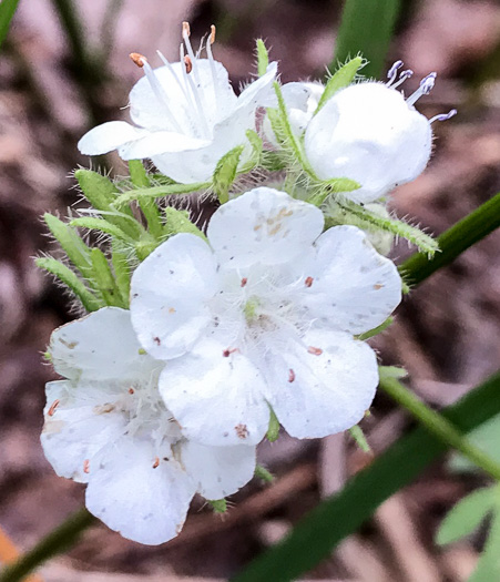 image of Phacelia maculata, Spotted Phacelia, Flatrock Phacelia