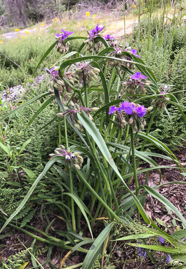 Hairy Spiderwort