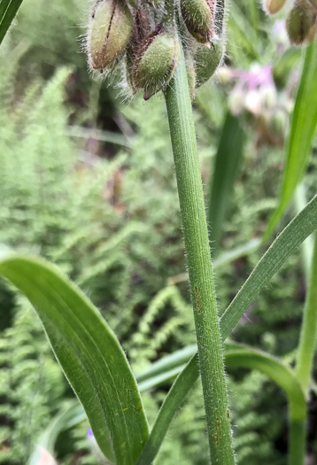 image of Tradescantia hirsuticaulis, Hairy Spiderwort