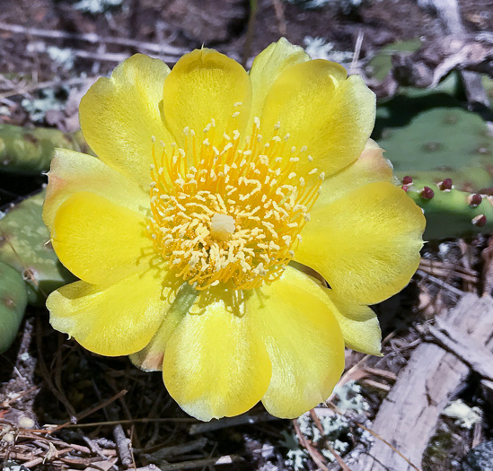 image of Opuntia mesacantha ssp. mesacantha, Eastern Prickly Pear