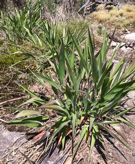 image of Dichanthelium scoparium, Velvet Witchgrass