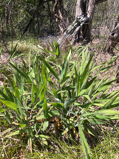 image of Dichanthelium scoparium, Velvet Witchgrass