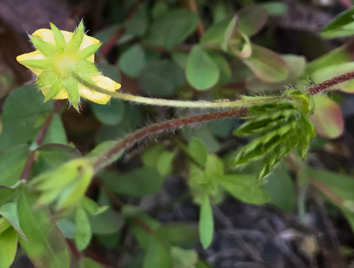 image of Potentilla simplex, Old Field Cinquefoil, Old-field Five-fingers, Common Cinquefoil