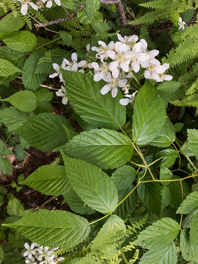 image of Rubus canadensis, Smooth Blackberry, Thornless Blackberry