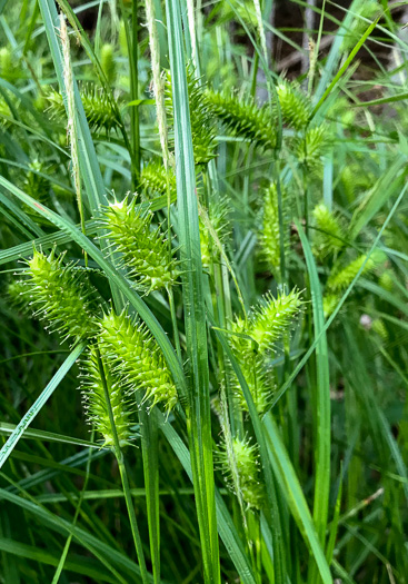 image of Carex lurida, Sallow Sedge