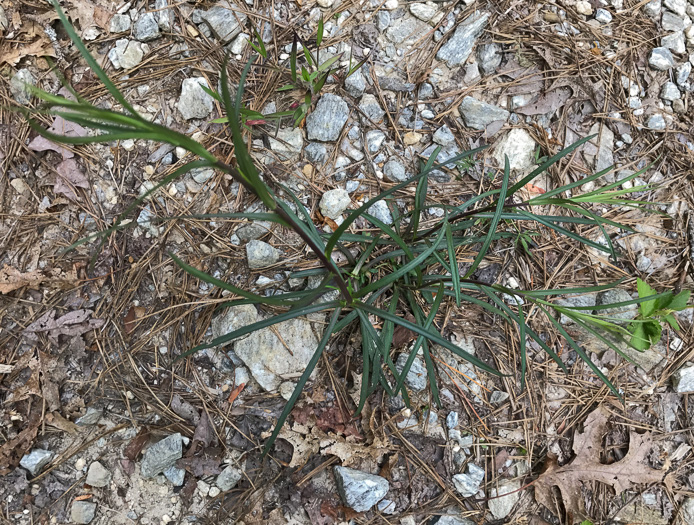 image of Symphyotrichum dumosum var. dumosum, Bushy Aster, Long-stalked Aster, Rice Button Aster