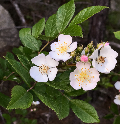 image of Rosa multiflora, Multiflora Rose