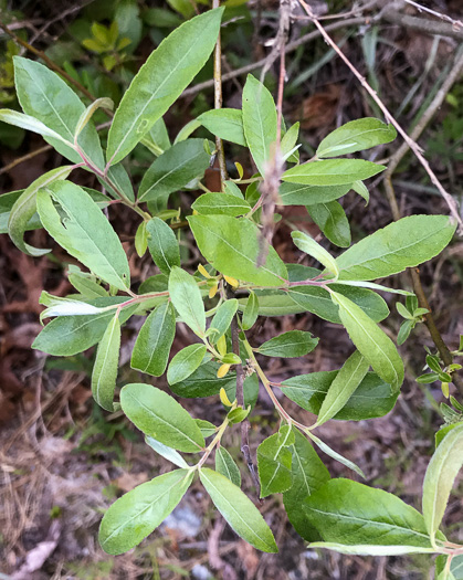 image of Salix humilis, Upland Willow, Prairie Willow